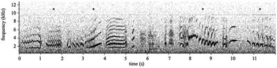 Song in a Social and Sexual Context: Vocalizations Signal Identity and Rank in Both Sexes of a Cooperative Breeder